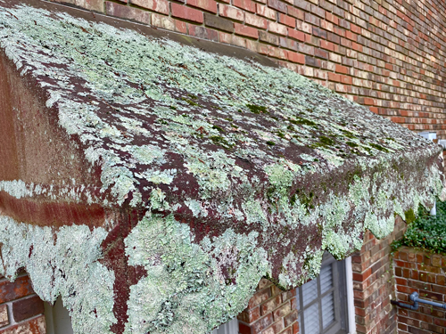 dense lichen covers a canvas awning