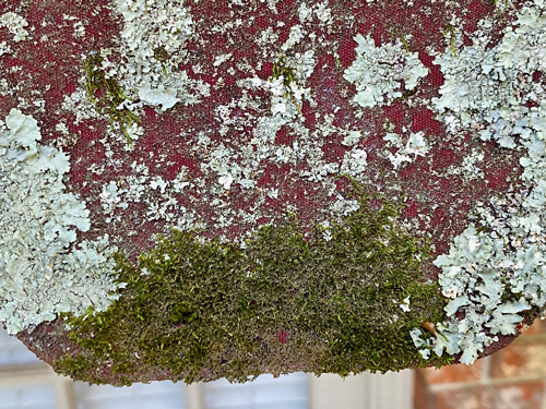 lichens and moss heavily cover edge of awning