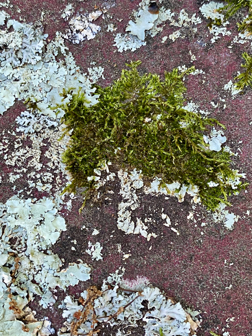 grey and green colors identify lichen and moss