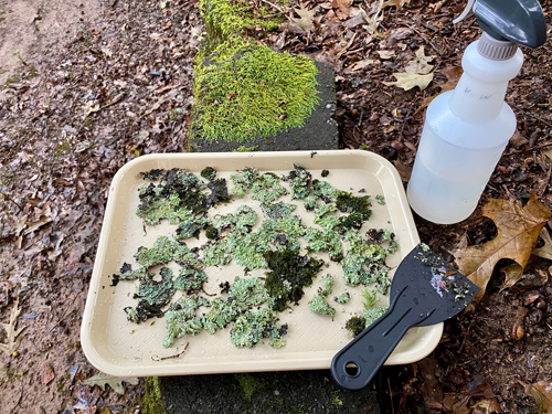 moss and lichen on tray for transporting to woodland garden