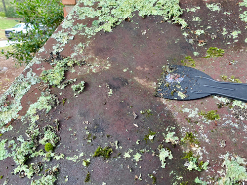 some lichen and moss remains after scraping