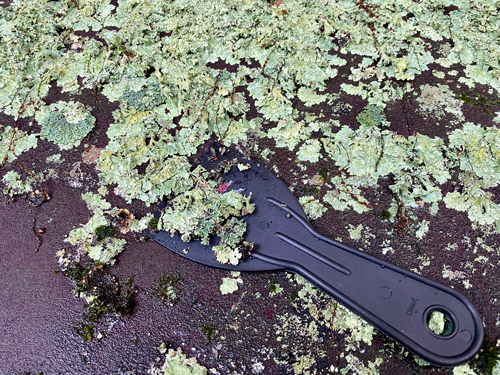 plastic scraper is used to loosen and remove lichen from awning