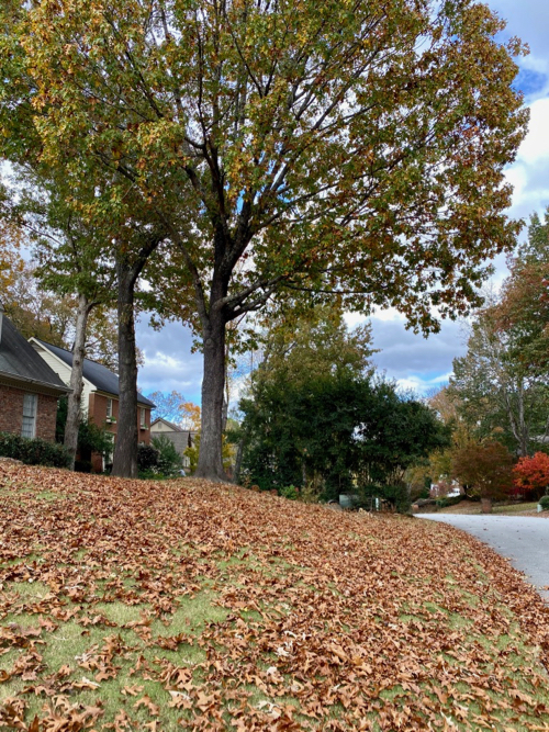 leaves cover yard