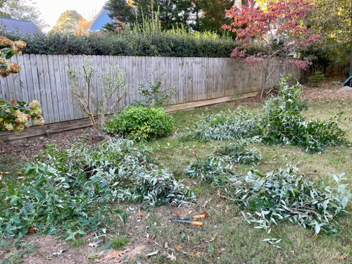 Many Butterfly Bush branches lay on ground after serious pruning