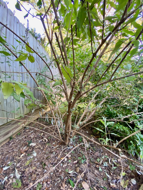 Closeup of Butterfly Bush showing stems remaining after some pruning