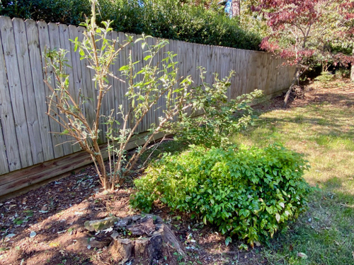 Trimmed Butterfly Bush stands with Nandinas and Viburnum 