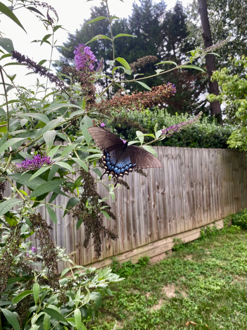 Black and blue butterfly on Butterfly Bush