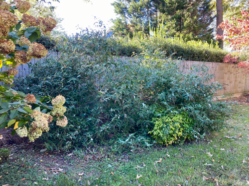 Large, overgrown, Butterfly Bush covers Nandina shrubs and a Viburnum plant