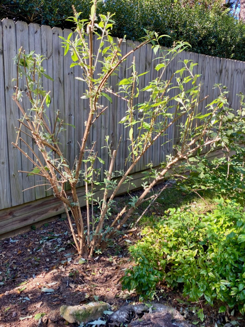 Closeup of trimmed Butterfly Bush