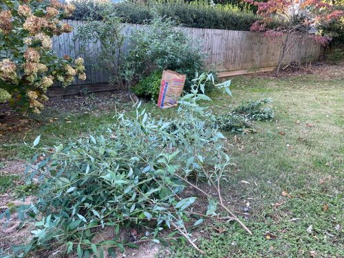 Just cut branches of Butterfly Bush lay on grass 