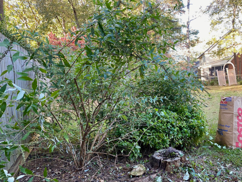 Part of overgrown Butterfly Bush has been trimmed off