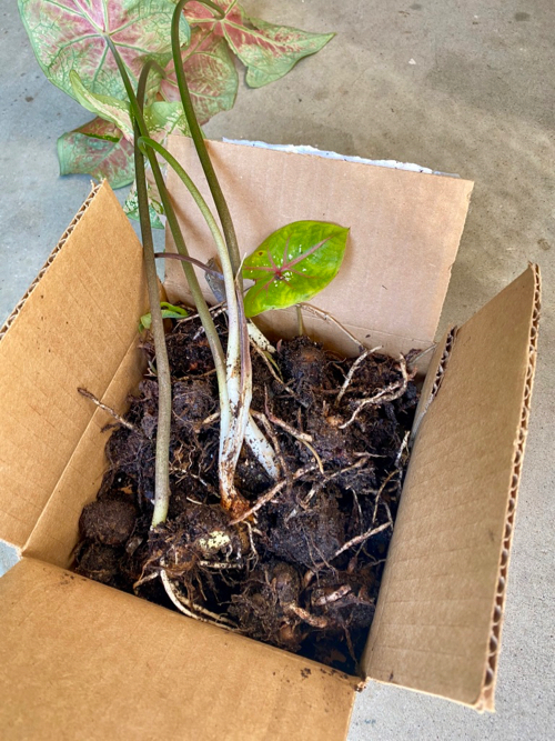 Caladium bulbs, with leaves and damp bulbs, just lifted from the soil