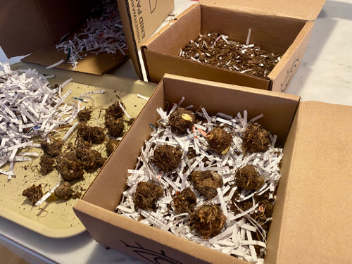 Caladium stems and roots were removed and bulbs are laid in boxes on shredded paper for winter