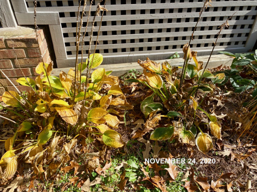 Hosta in late November with large areas of yellowing