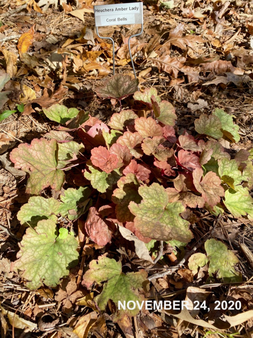 Heuchera leaves in November with shade of green and  pink leaves