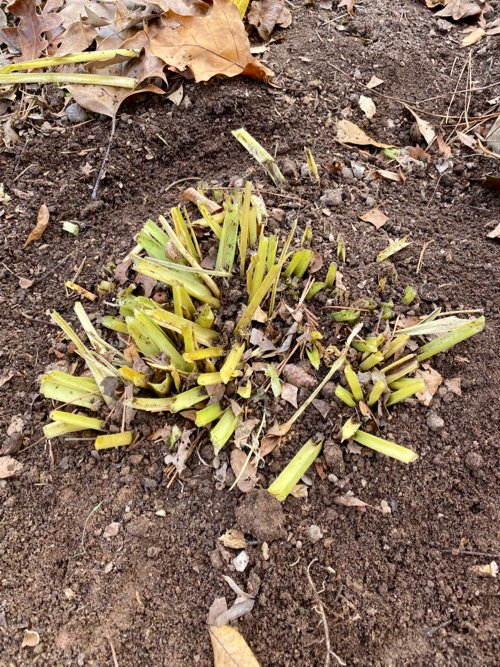 Yellowed leaves cut off and removed, now only 2 inch stems remain at ground level