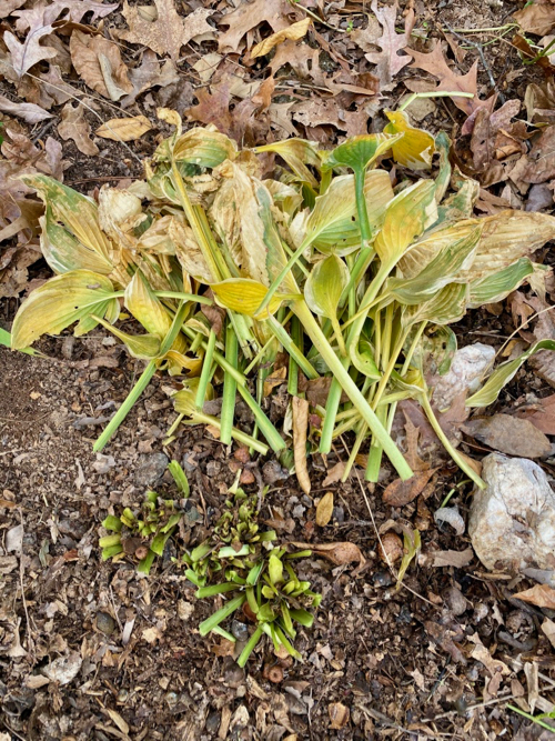 Wilted and yellowed leaves shown cut away from plant