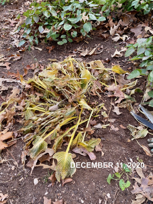 Hosta in December now all yellow and wilted to ground level