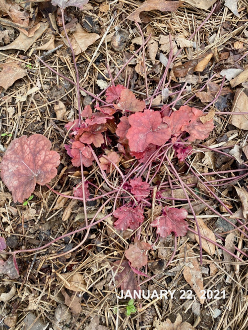 Heuchera in January with tones of pink and red only