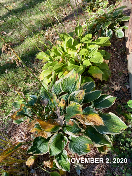 Hosta in November with a few yellowing leaves