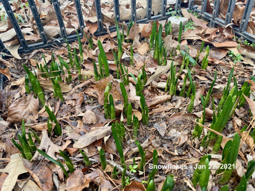 Snowflake bulbs pushing through soil are 3 to 4 inches tall in January