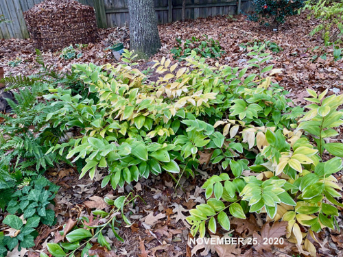 Some plants in Bed of Solomon's Seal  begin to turn yellow in fall