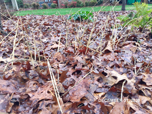 Solomons Seal leaves are gone, only beige, dry stems remain