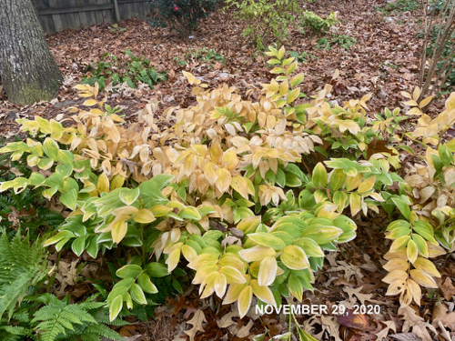 Solomons Seal showing more yellow as fall progresses