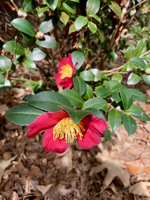 Closeup of Yuletide Camellia blooming in winter months