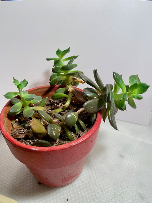 succulents to be used in cactus arrangement