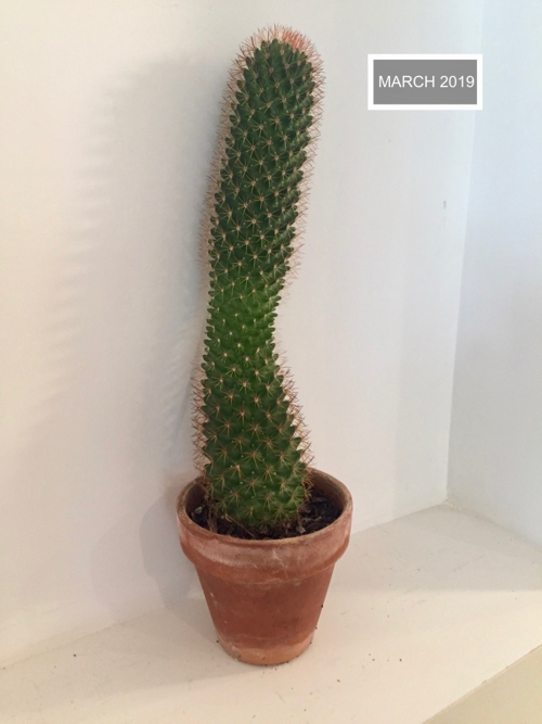 spiny cactus has grown to nine inches