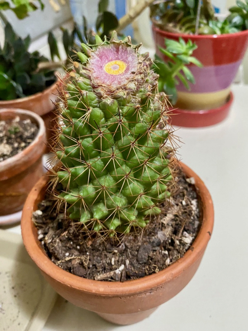 closeup of original cactus base cut to four inches tall