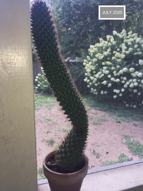 spiny cactus so tall is starts to bend near bottom