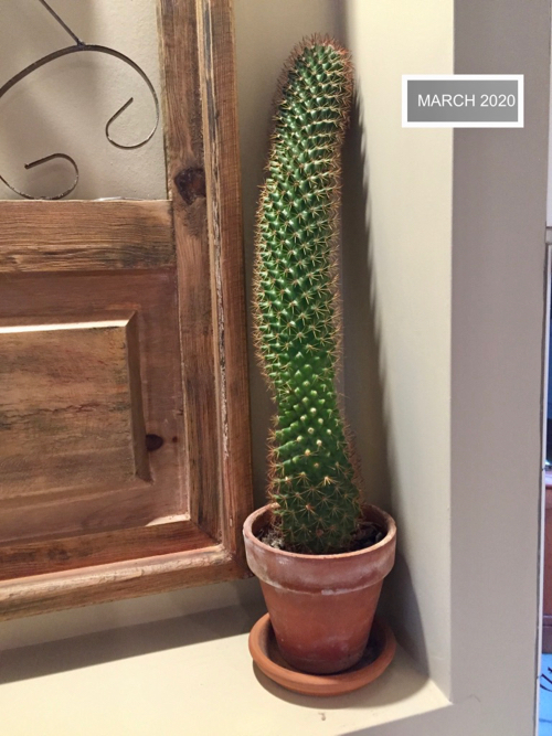 spiny cactus grows to twelve inches