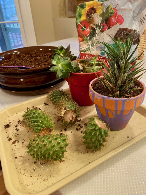 a tray holds final selection of cactus for planter