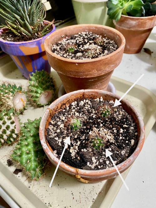 cactus pups are removed and planted in small pots