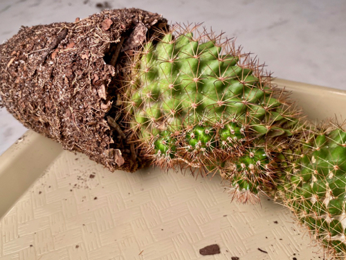 base of tall cactus has pups attached