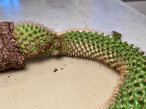 tall, bent cactus also has a long, tan sunburn patch