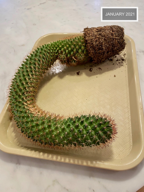 tall cactus is laid on tray for cutting into sections