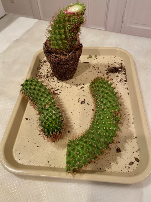 original cactus base stands alone and two sections lay on tray