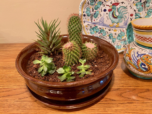 Planter is complete with 7 small sections of cacti