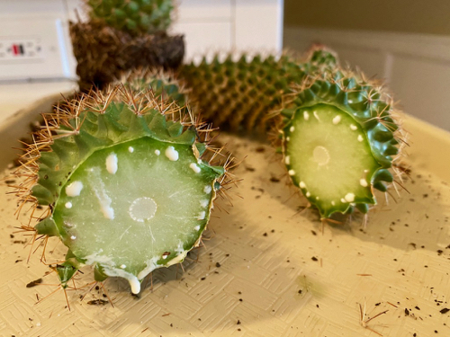 just cut cactus stems ooze white liquid