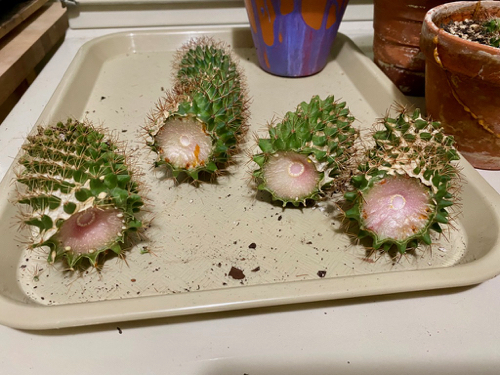 four cactus cuttings have dried weeks after cuts were made