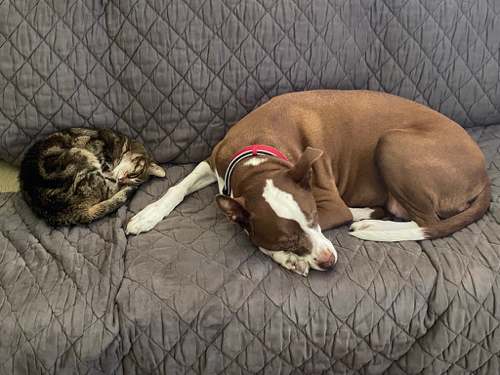 tabby kitty and pitt bull on couch together