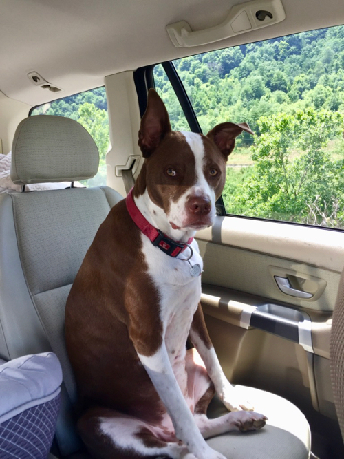 Brown and white Pitt Bull on car seat