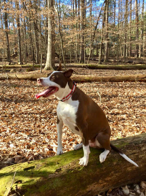 brown and white Pitt Bull mix in woods