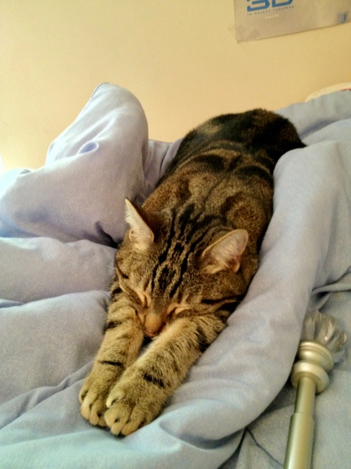 kitty stretched out on blanket