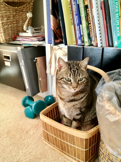 Tabby cat in basket