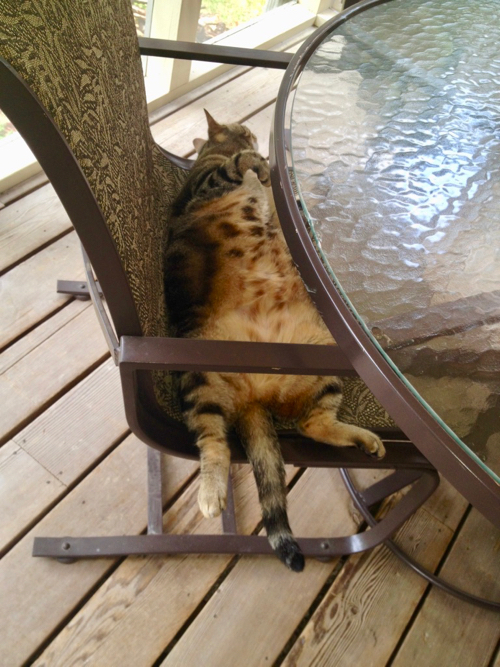 Fat cat on patio chair