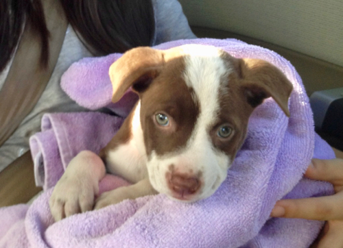 puppy wrapped with lavender towels